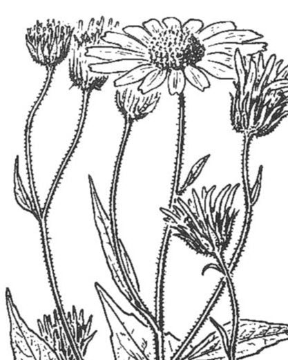 Eat More Perennials, Be More Perennial - Jerusalem Artichokes or Sunchokes, Wild Sunflower (Helianthus Tuberosus)
