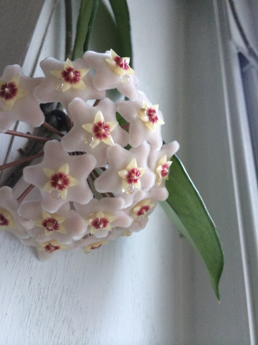 Hola Hoya