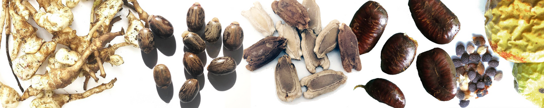 Seed Saving Links & Research