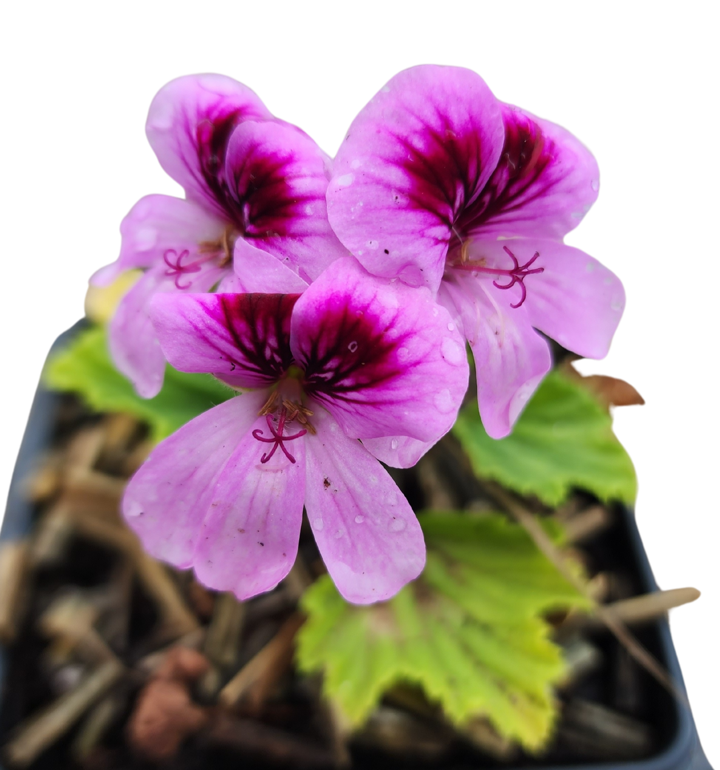 Geranium 'Orange Fizz' (Pelargonium x 'Orange Fizz') Organic Plant in a 2.5-inch Pot by Smoke Camp Crafts - Orange Scented Leaves
