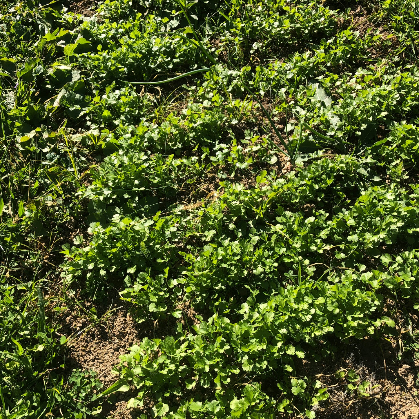 Arugula Seeds (Eruca versicaria) 500 Seeds (1 grams) - Organic