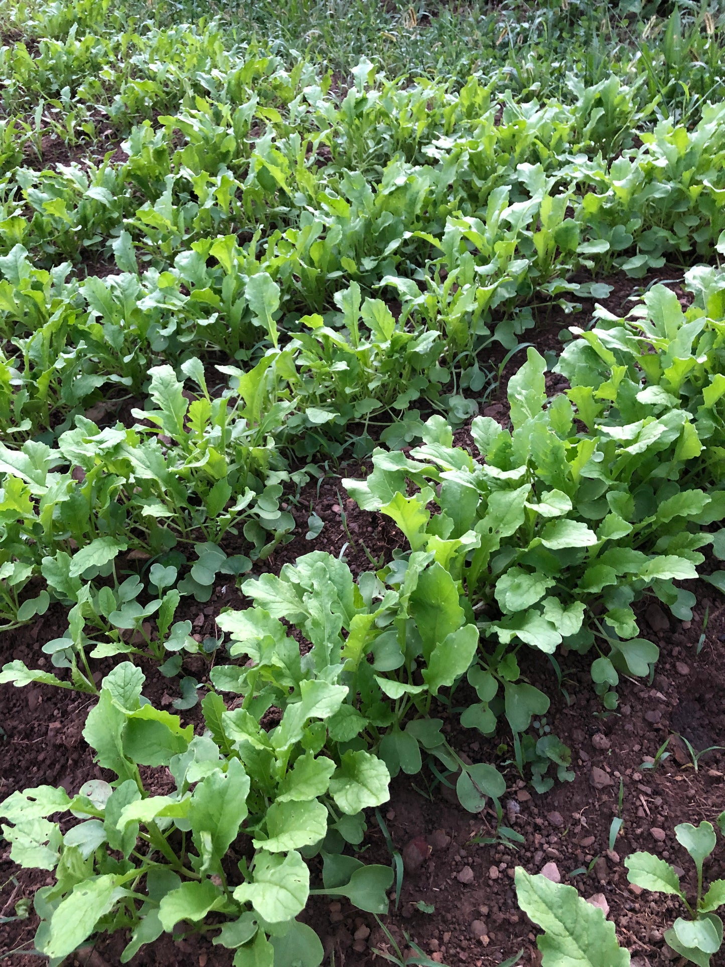 Arugula Seeds (Eruca versicaria) 500 Seeds (1 grams) - Organic