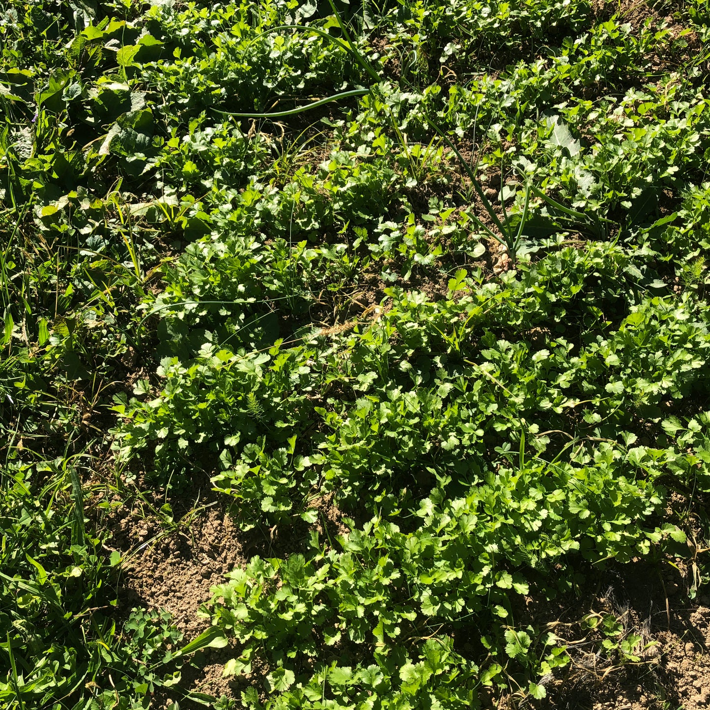 Arugula Seeds (Eruca versicaria) 500 Seeds (1 grams) - Organic