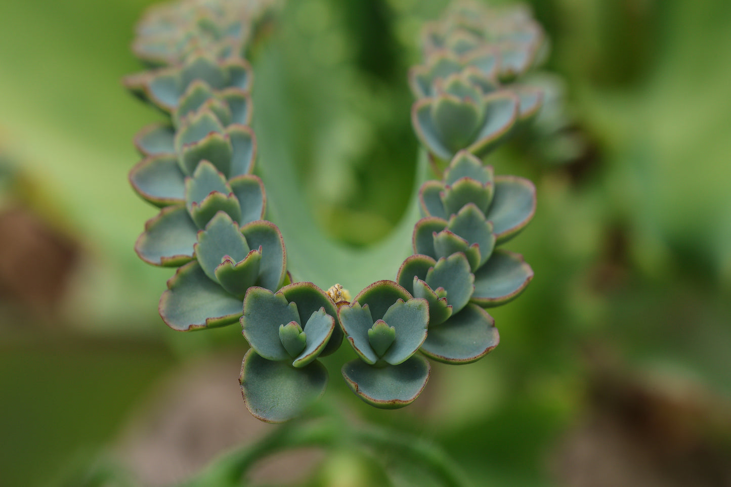 Mother of Millions (Kalanchoe laetvirens) Organic Live Plant in 2.5-inch Pot | Amazing Succulent, Easy-to-Grow by Smoke Camp Crafts