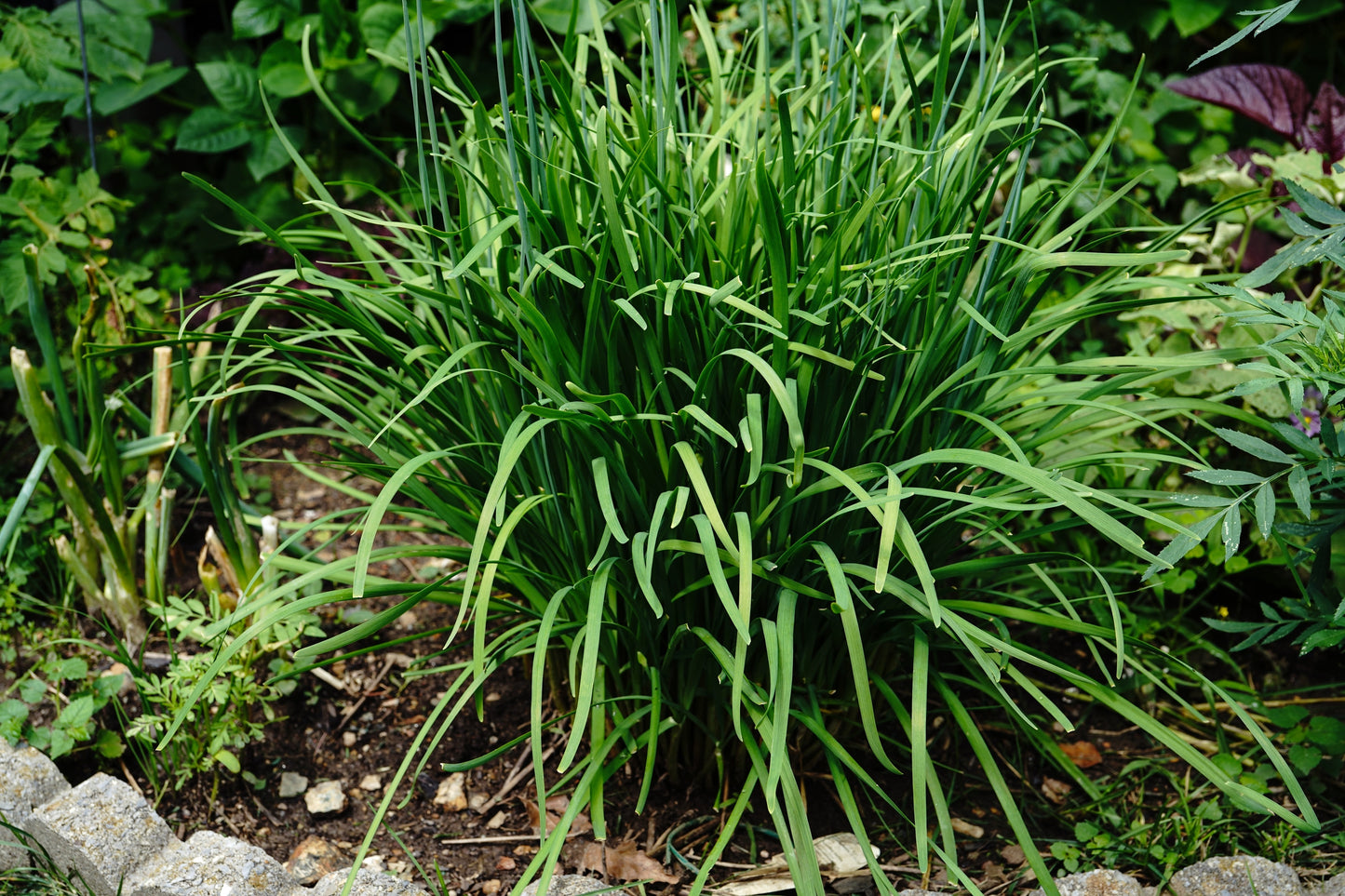 Garlic Chives (Allium tuberosum) 500 seeds (3 grams) - Chinese Leeks, Chinese Chives