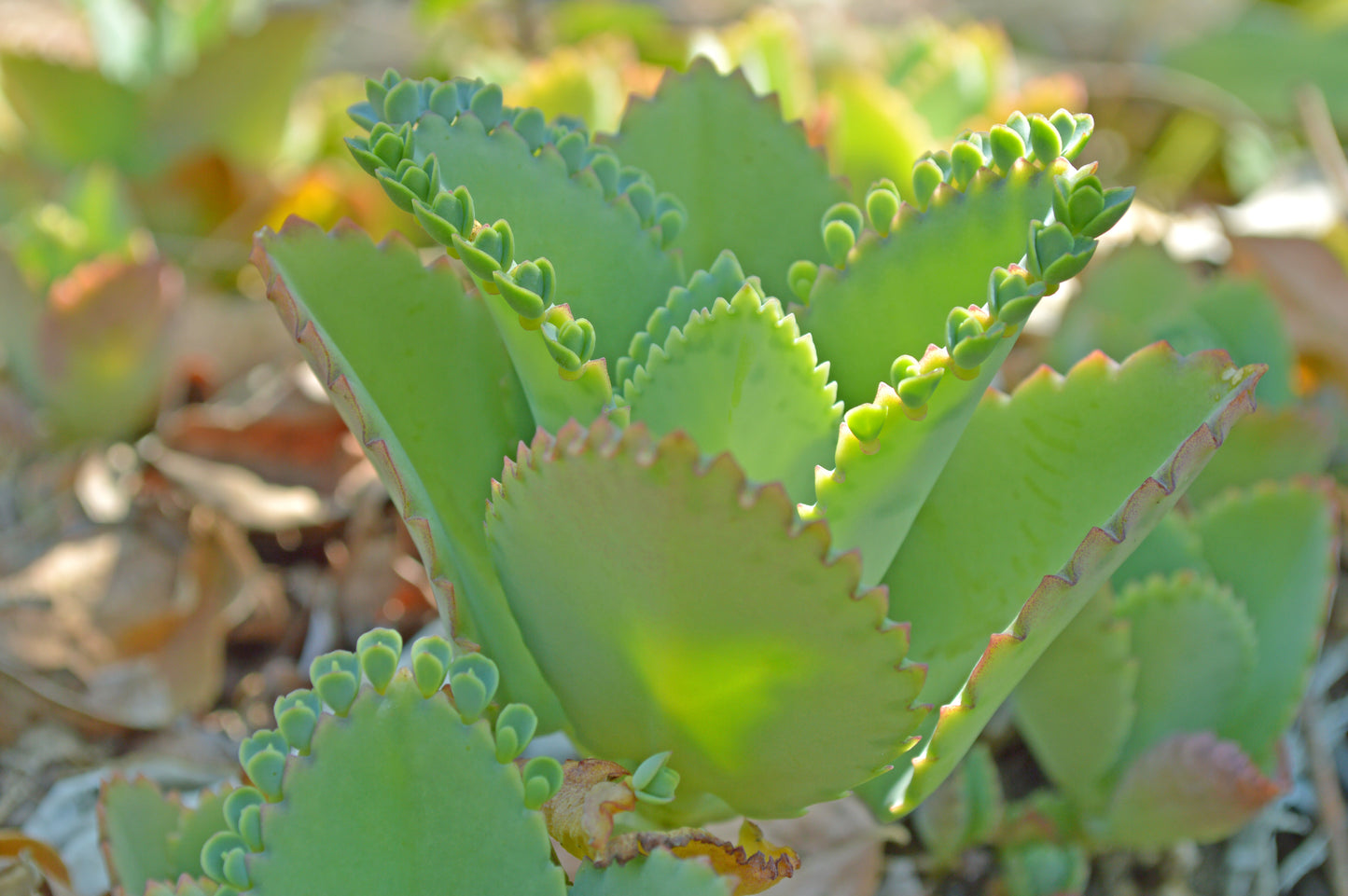 Mother of Millions (Kalanchoe laetvirens) Organic Live Plant in 2.5-inch Pot | Amazing Succulent, Easy-to-Grow by Smoke Camp Crafts