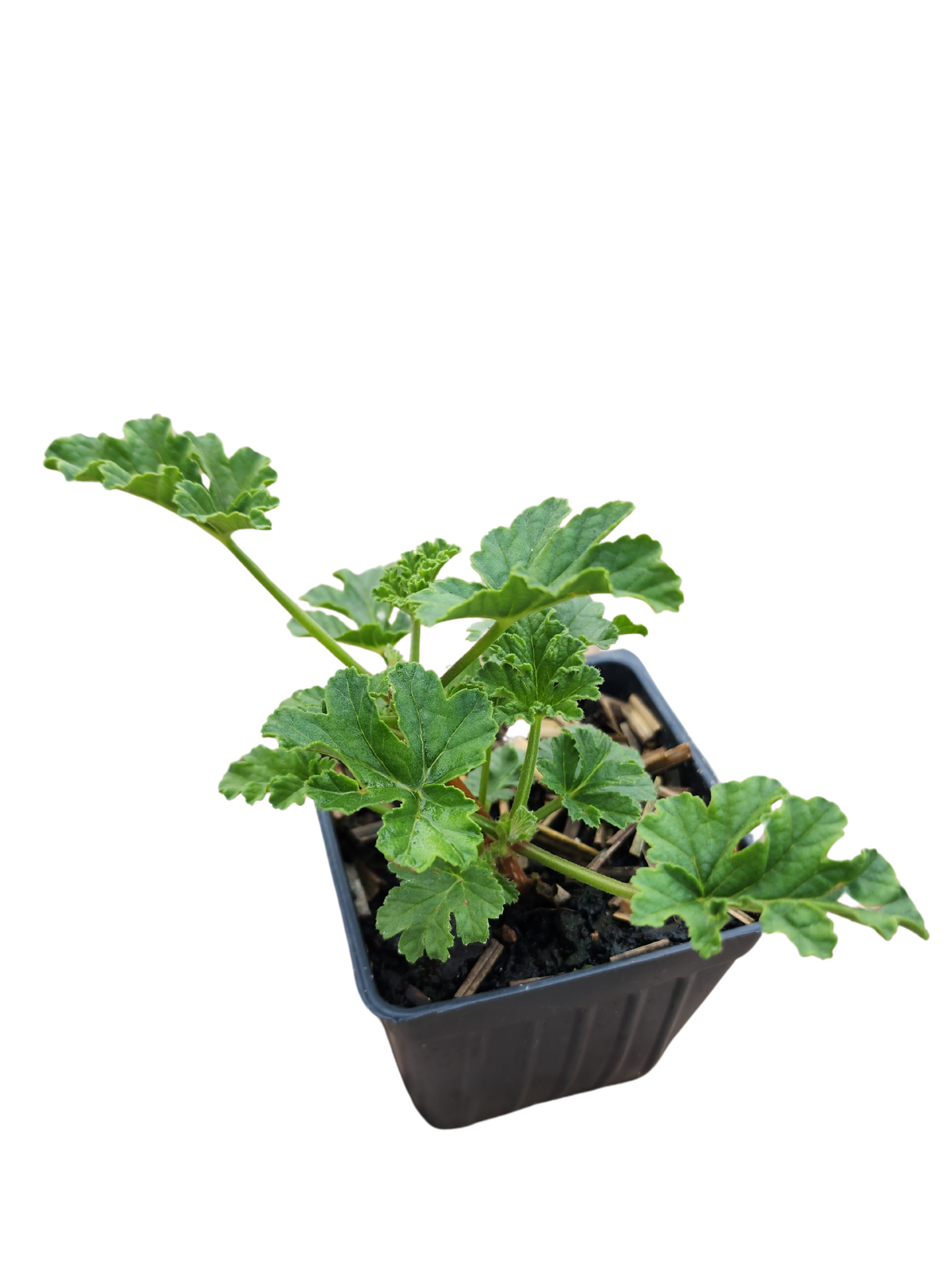 Geranium 'Apricot' (Pelargonium scabrum) Organic Scented Geranium Plant in 2.5-inch Pot by Smoke Camp Crafts - Rough-Leaved Geranium