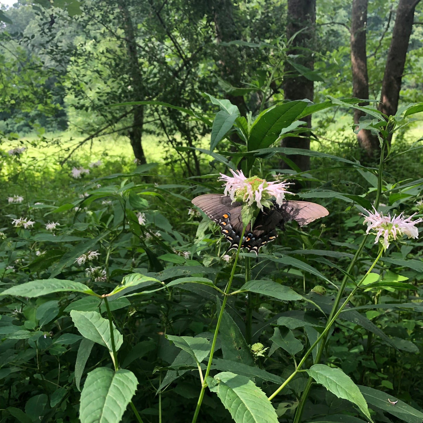 Bee Balm (Monarda fistulosa) Live Plant in 2.5 inch Pot- Wild Bergamot, Organic Native Pollinator Plant by Smoke Camp Crafts