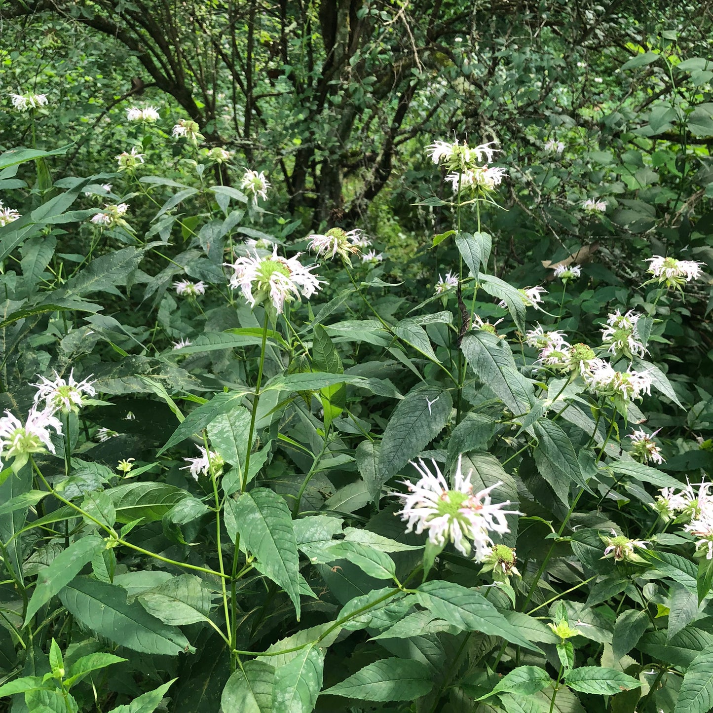 Bee Balm (Monarda fistulosa) Live Plant in 2.5 inch Pot- Wild Bergamot, Organic Native Pollinator Plant by Smoke Camp Crafts