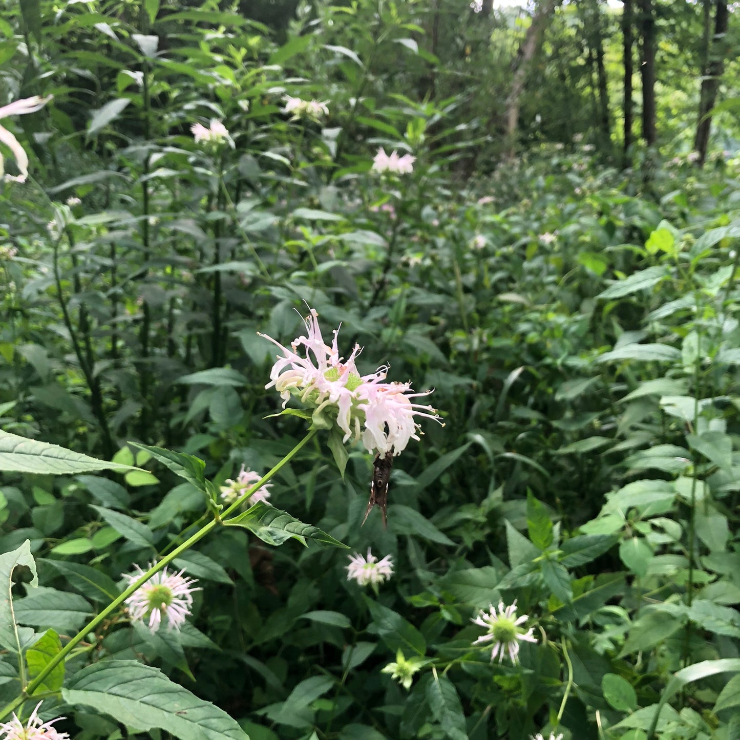 Bee Balm (Monarda fistulosa) Live Plant in 2.5 inch Pot- Wild Bergamot, Organic Native Pollinator Plant by Smoke Camp Crafts