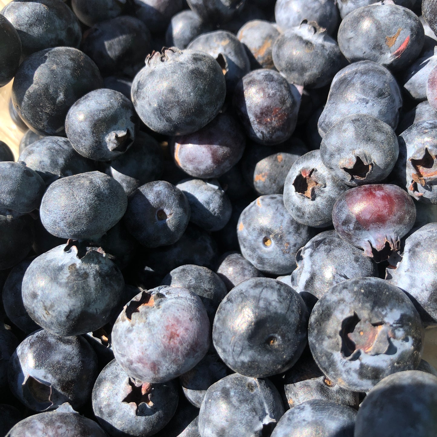 Blueberry Cinnamon Jam, 5 oz - Craft, Gourmet, Unusual Jams & Jellies Made in West Virginia