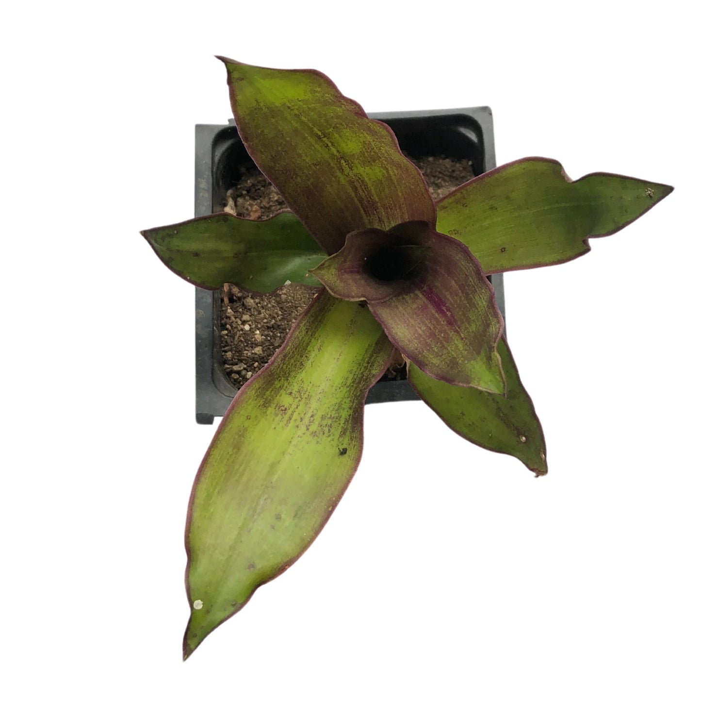 Golden Tendril (Callisia fragrans) Organic Starter Plant in 2.5-inch Pot by Smoke Camp Crafts - Basket Plant - Easy to Grow