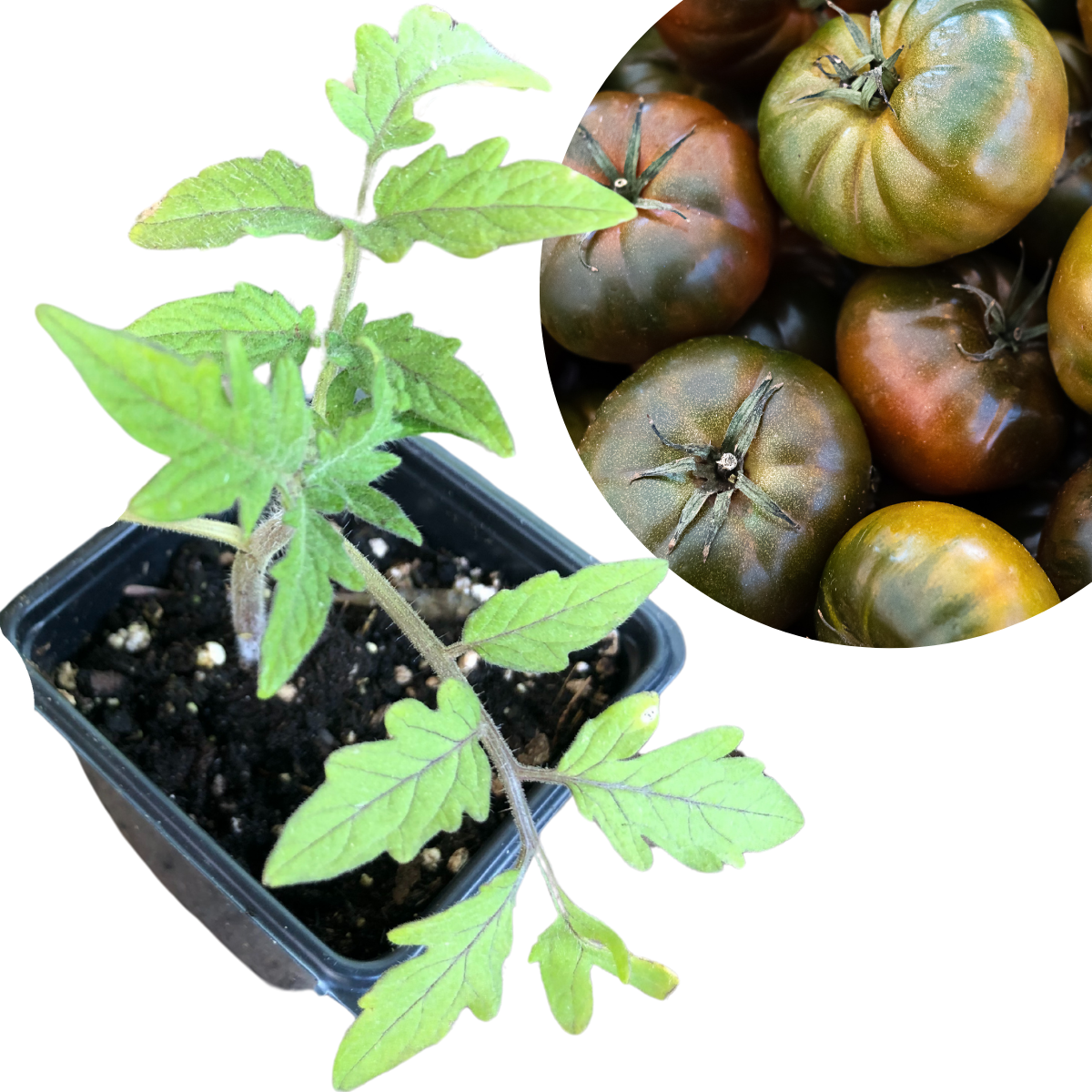 Tomato, Black Krim (Solanum lycopersicum) Organic Plant in 2.5-inch Pot by  Smoke Camp Crafts - Early Maturing Heirloom Tomato