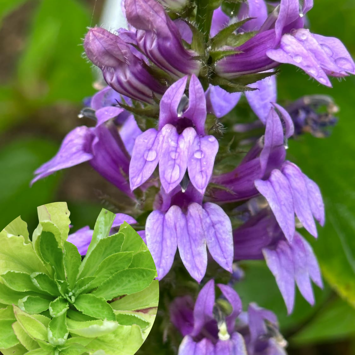 lobelia flower seeds Blue Lobelia (Lobelia siphilitica) 1000 Organic Seeds (0.1 gram) by Smoke Camp Crafts