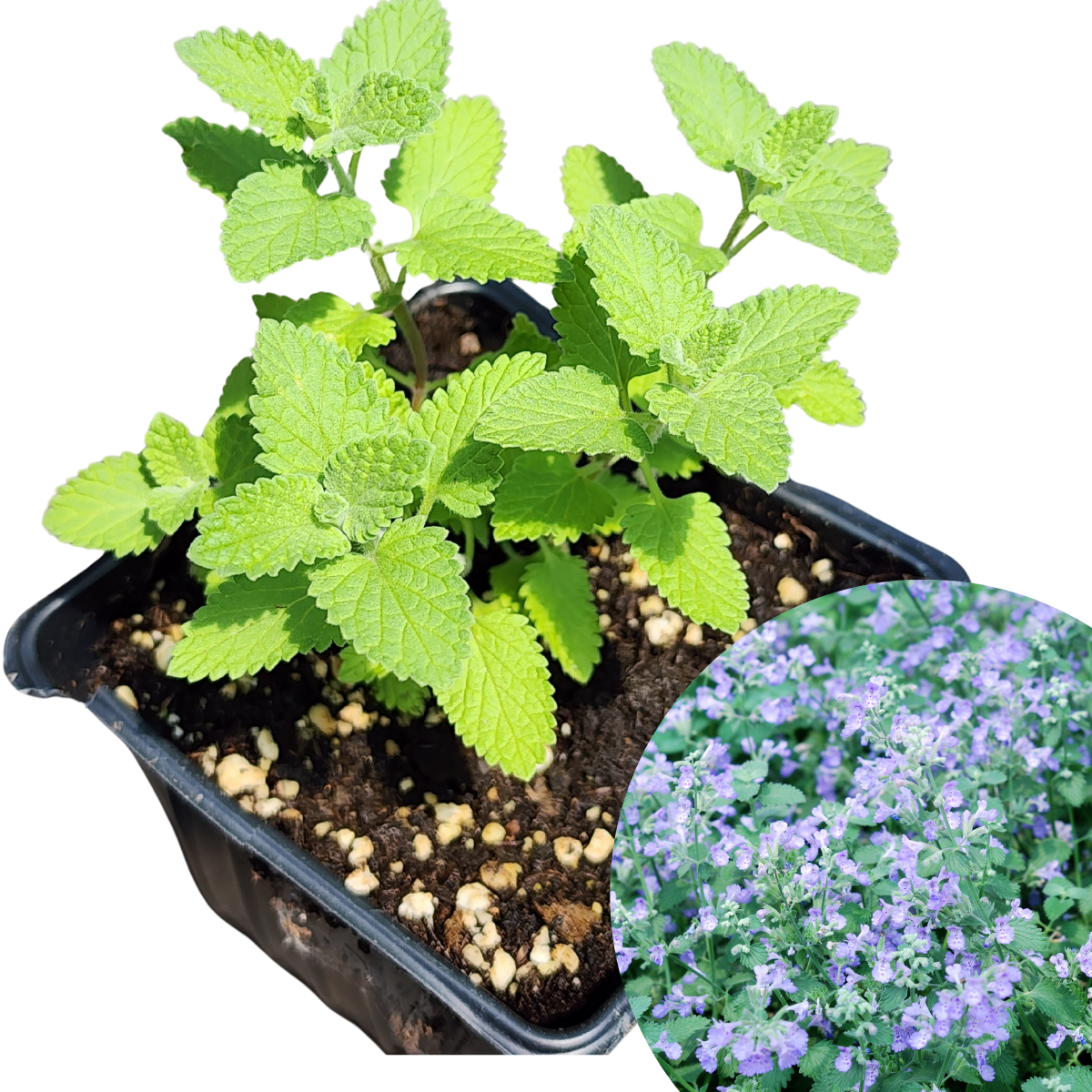 Catmint, Blue Wonder (Nepeta racemosa) Organic Plant in 2.5-inch Pot b –  Smoke Camp Crafts