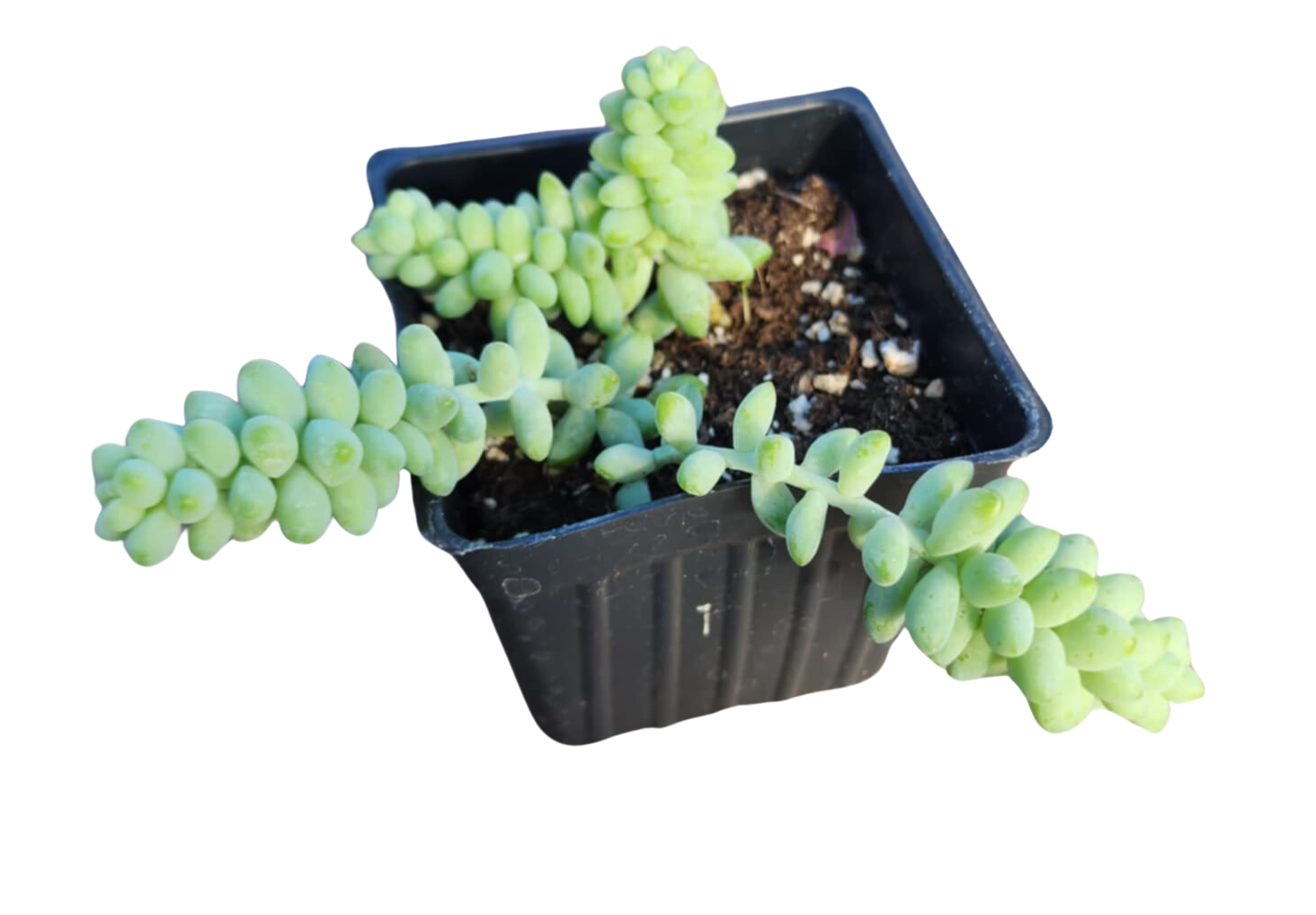 donkey's tail succulents Burro's Tail (Sedum morganianum) Plant in 2.5-inch Pot- Organic Succulent House Plant by Smoke Camp Crafts