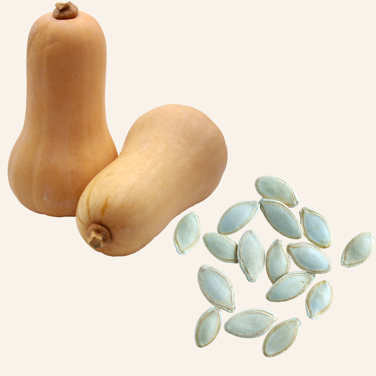 Waltham Butternut Squash Seeds (Cucurbita moschata) 50 seeds (10 grams) | Organic Butternut Squash Seeds