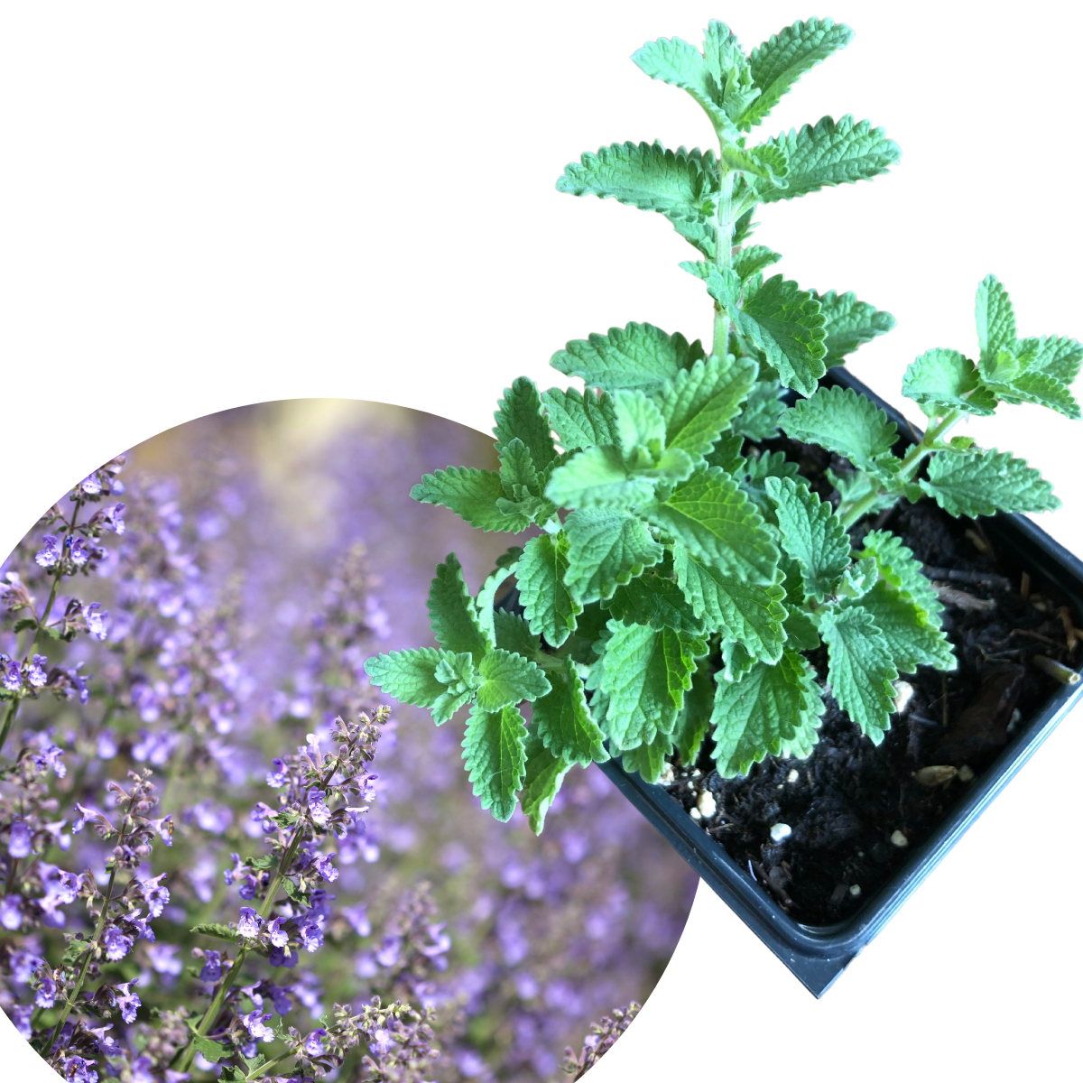 catmint plant in pot Catmint, Walker's Low (Nepeta racemosa) Organic Plant in 2.5-inch Pot by  Smoke Camp Crafts