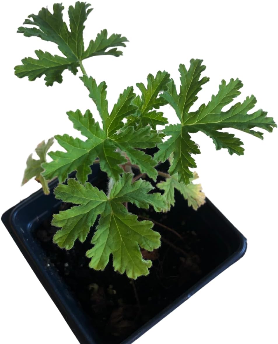 Organic Citronella Scented Geranium (Pelargonium crispum 'Citronella') Live Plant in 2.5-inch Pot by Smoke Camp Crafts