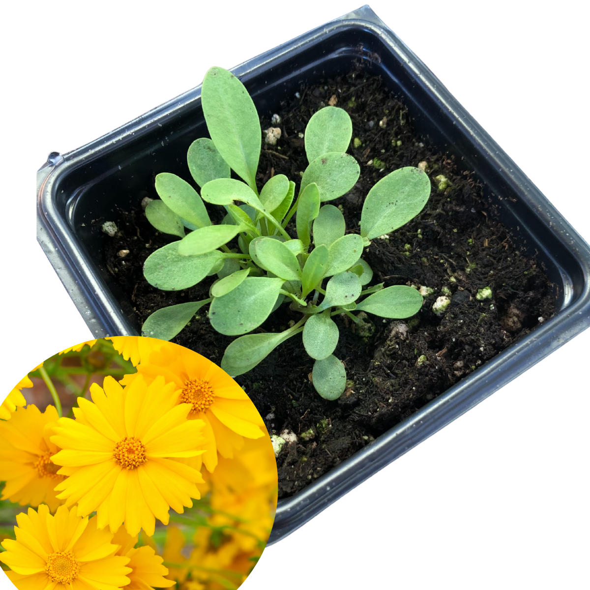 can you plant coreopsis in pots Lanceleaf Coreopsis (Coreopsis lanceolata) Organic Plant in 2.5-inch Pot by  Smoke Camp Crafts