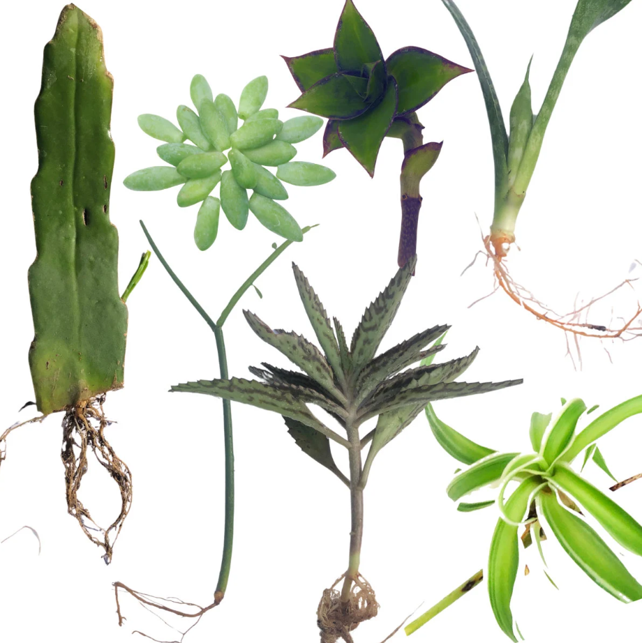 selection of indoor plants Houseplant Collection 7-Cutting Pack by Smoke Camp Crafts