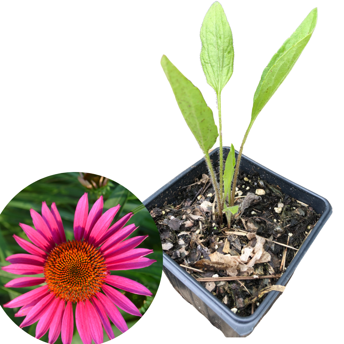 Narrow-Leaved Coneflower (Echinacea angustifolia) Organic Plant in 2.5-inch pot by Smoke Camp Crafts