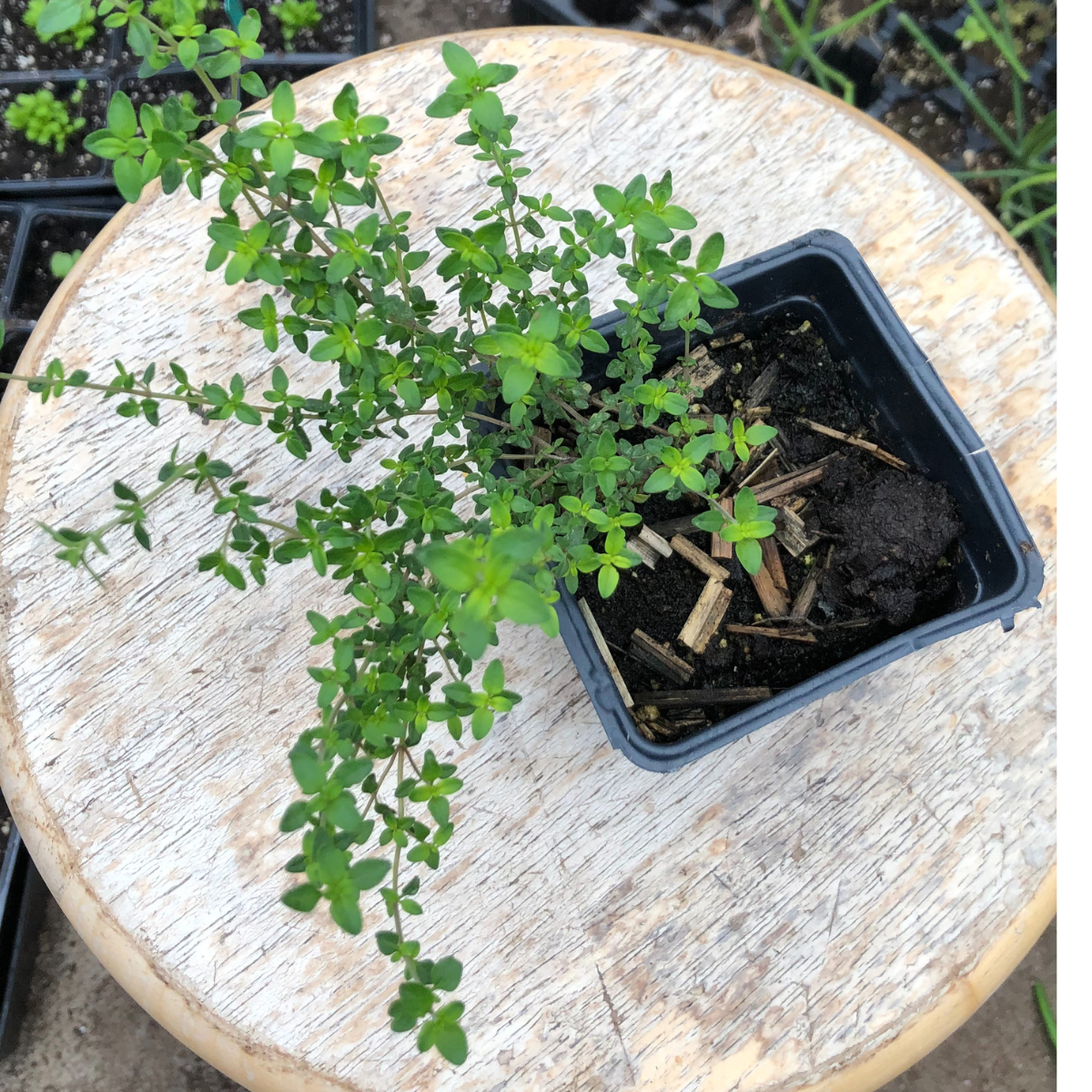 English Thyme (Thymus vulgaris) Organic Plant in a 2.5-inch pot by Smoke Camp Crafts