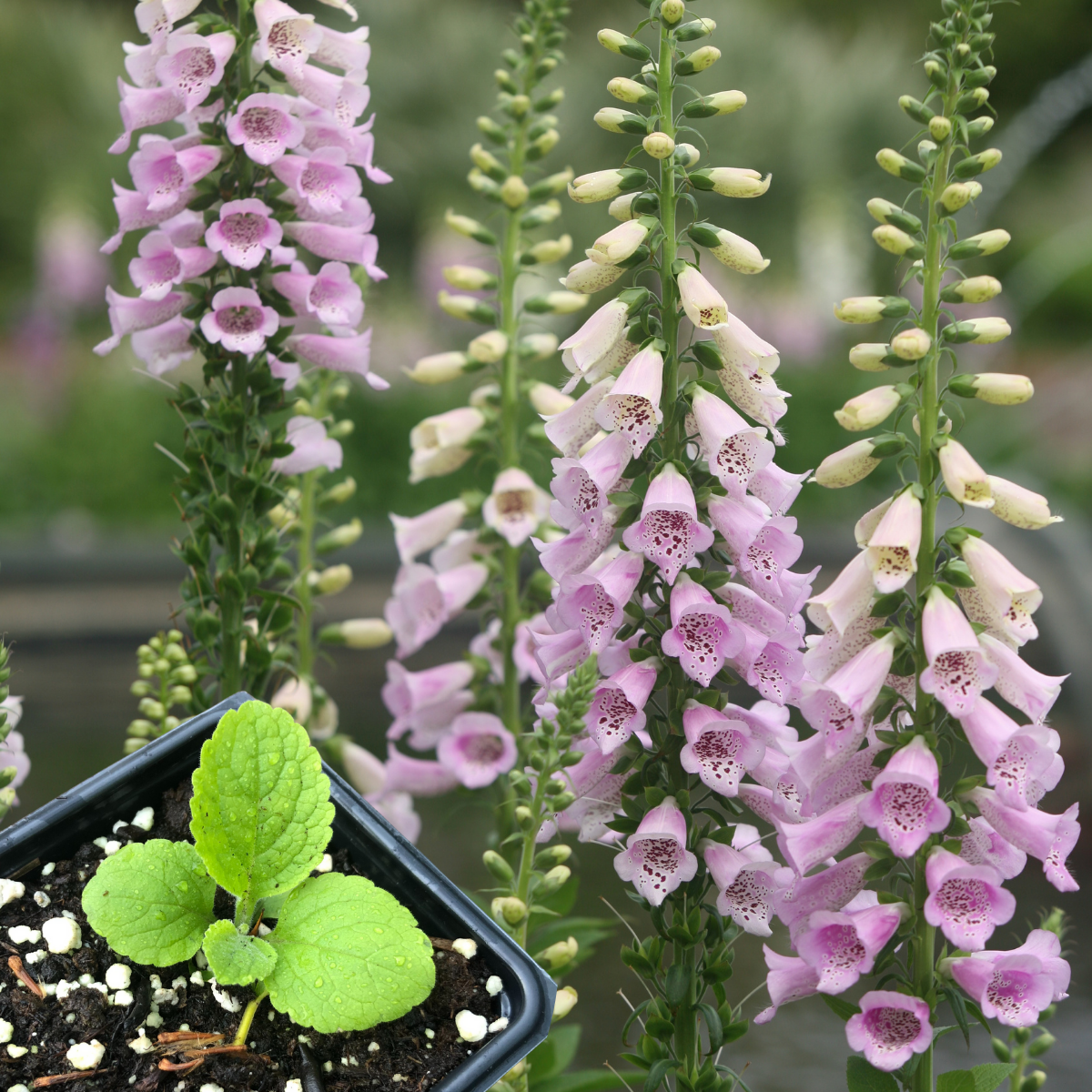 foxglove plant in pot Foxglove, Garden Mix (Digitalis purpurea) Organic Starter Plant in 2.5-inch Pot by Smoke Camp Crafts
