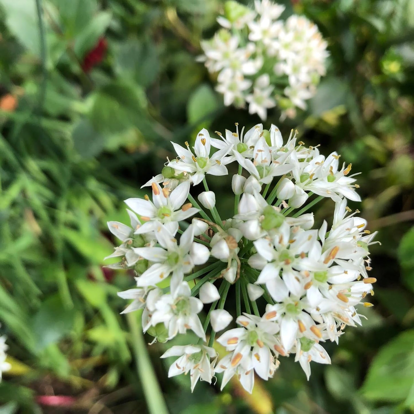 Organic Garlic Chives (Allium tuberosum) Plant in 2.5-inch Pot by Smoke Camp Crafts