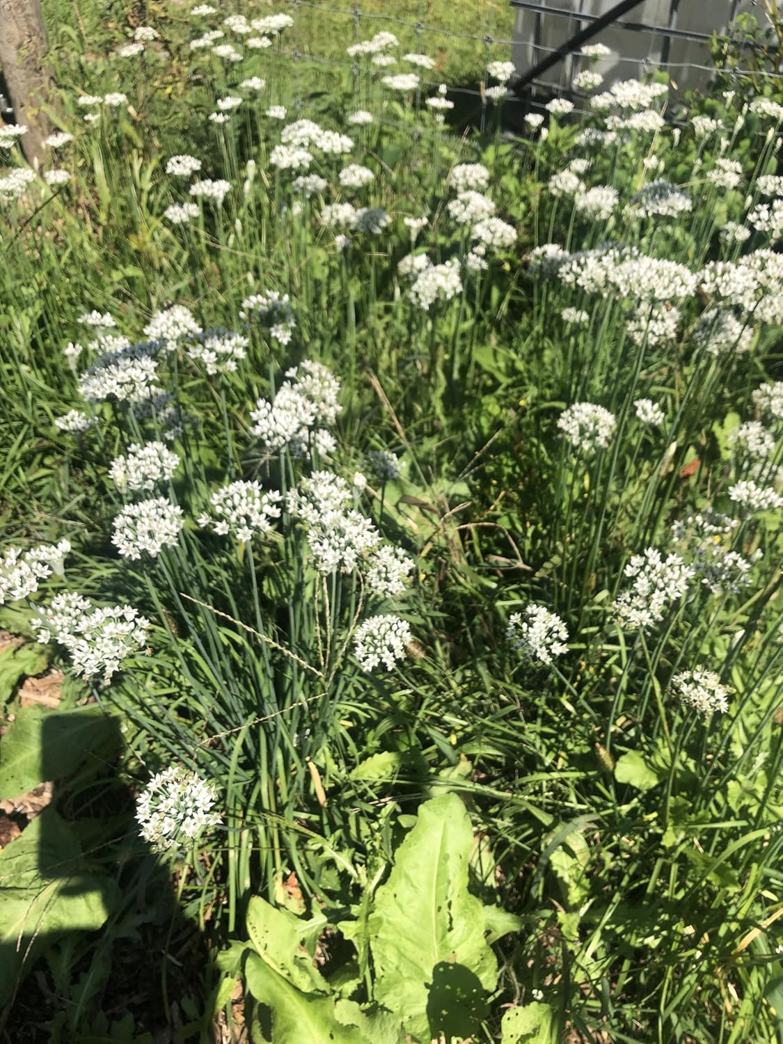 Organic Garlic Chives (Allium tuberosum) Plant in 2.5-inch Pot by Smoke Camp Crafts