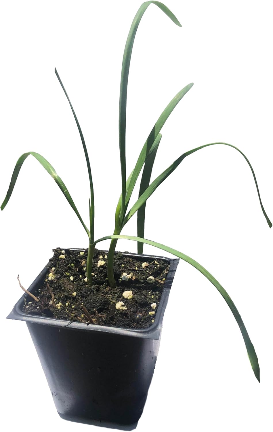 Organic Garlic Chives (Allium tuberosum) Plant in 2.5-inch Pot by Smoke Camp Crafts