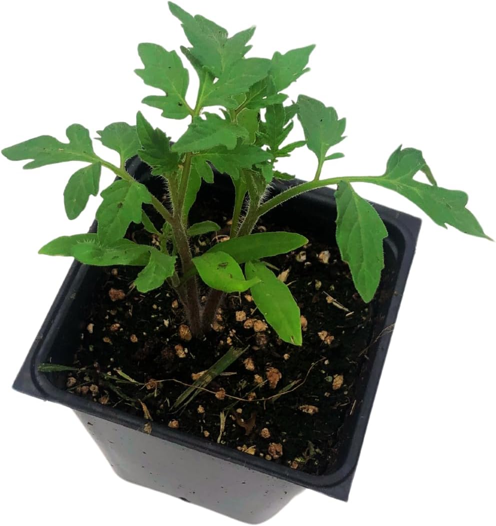 Tomato, Green Zebra (Solanum lycopersicum) Organic Plant in 2.5-inch Pot by Smoke Camp Crafts