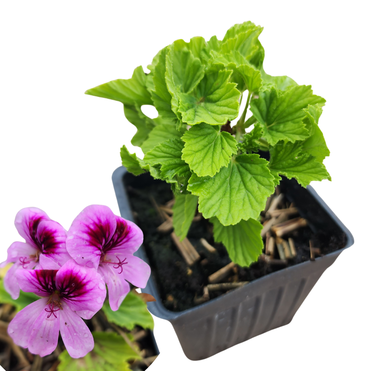 Geranium 'Orange Fizz' (Pelargonium x 'Orange Fizz') Organic Plant in a 2.5-inch Pot by Smoke Camp Crafts - Orange Scented Leaves