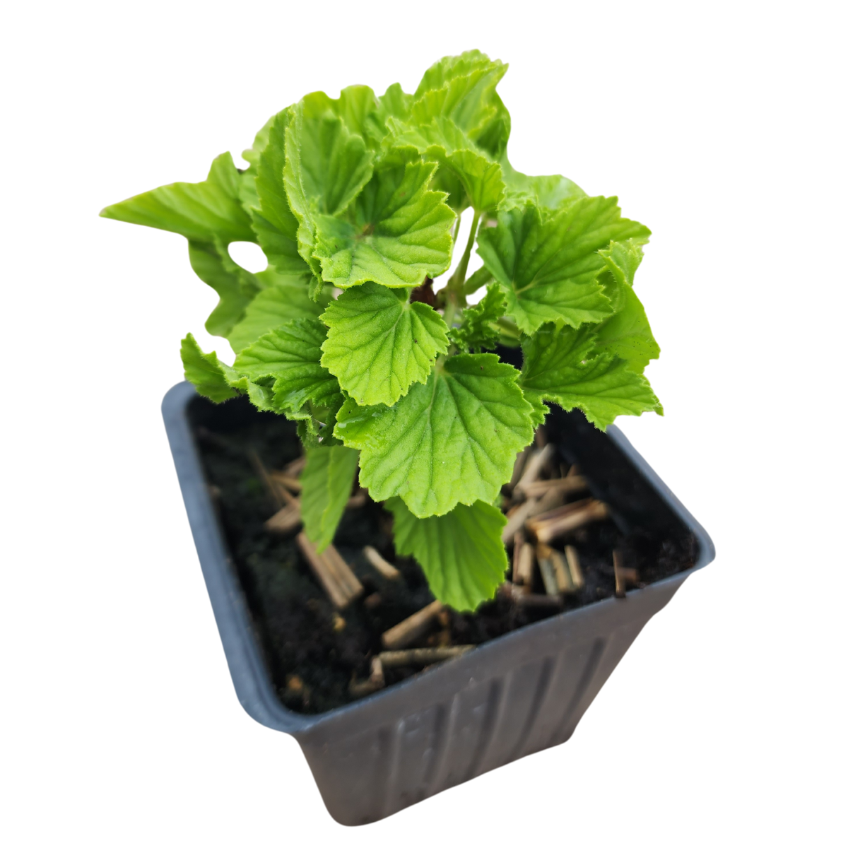 Geranium 'Orange Fizz' (Pelargonium x 'Orange Fizz') Organic Plant in a 2.5-inch Pot by Smoke Camp Crafts - Orange Scented Leaves