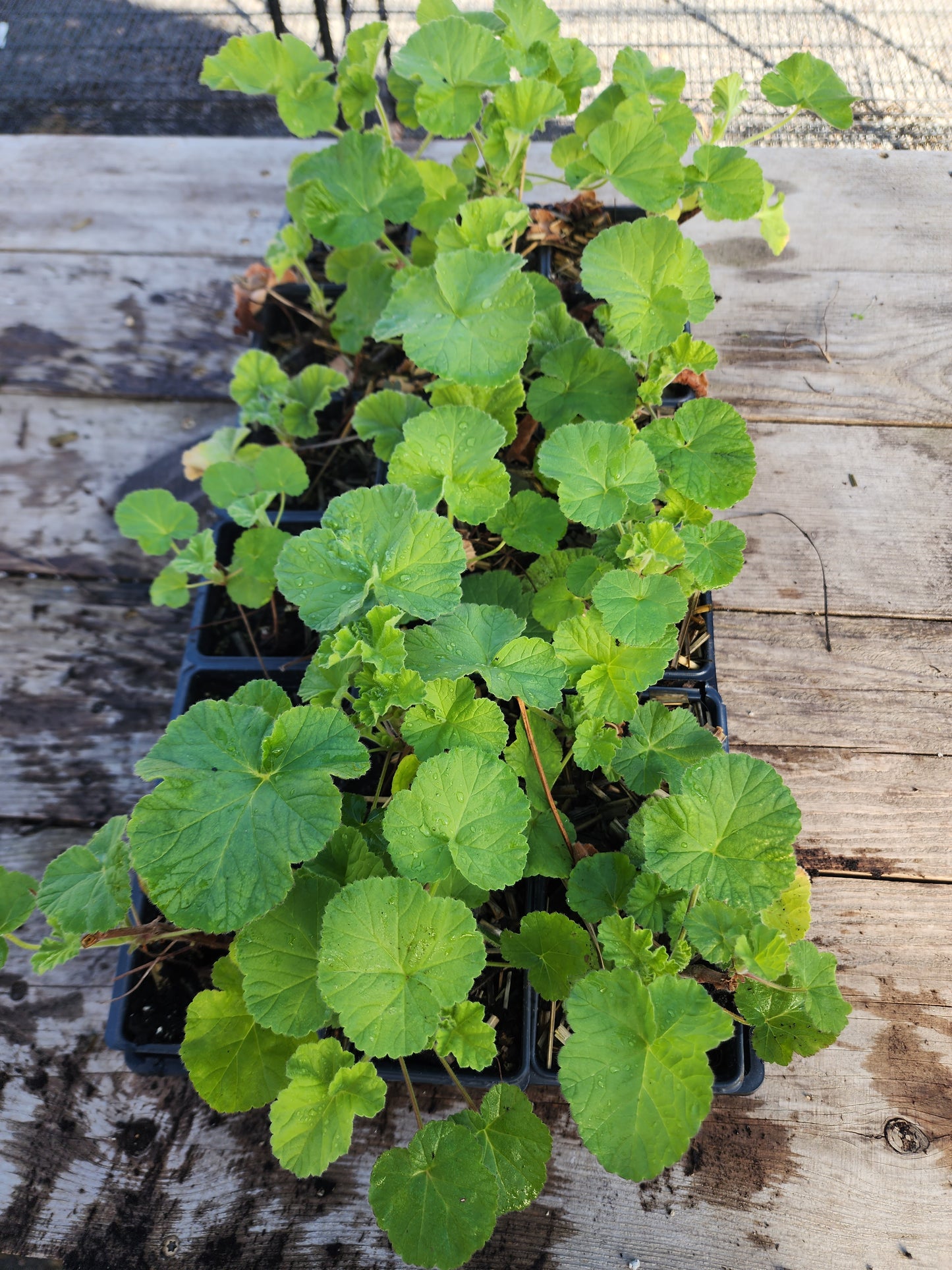Geranium 'Orange' (Pelargonium citriodorum) Organic Scented Geranium Plant in 2.5-inch Pot by Smoke Camp Crafts - Orange Scented Geranium
