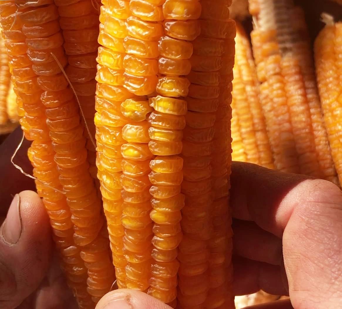 Golden Bantam Sweet Corn Seeds (Zea mays) 100 Organic Seeds (28 g) by Smoke Camp Crafts