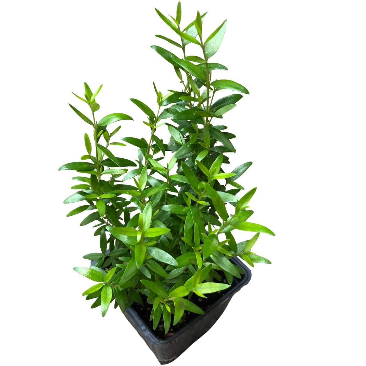 Organic Green Myrtle (Myrtus communis) in 2.5-inch Pot by Smoke Camp Crafts - Common Myrtle, Sweet Myrtle, True Myrtle
