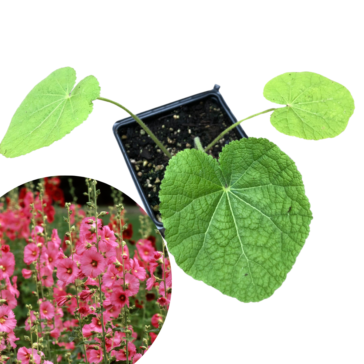 hollyhock potted plant Hollyhock, Pink (Alcea rosea) Organic Plant in a 2.5-inch Pot