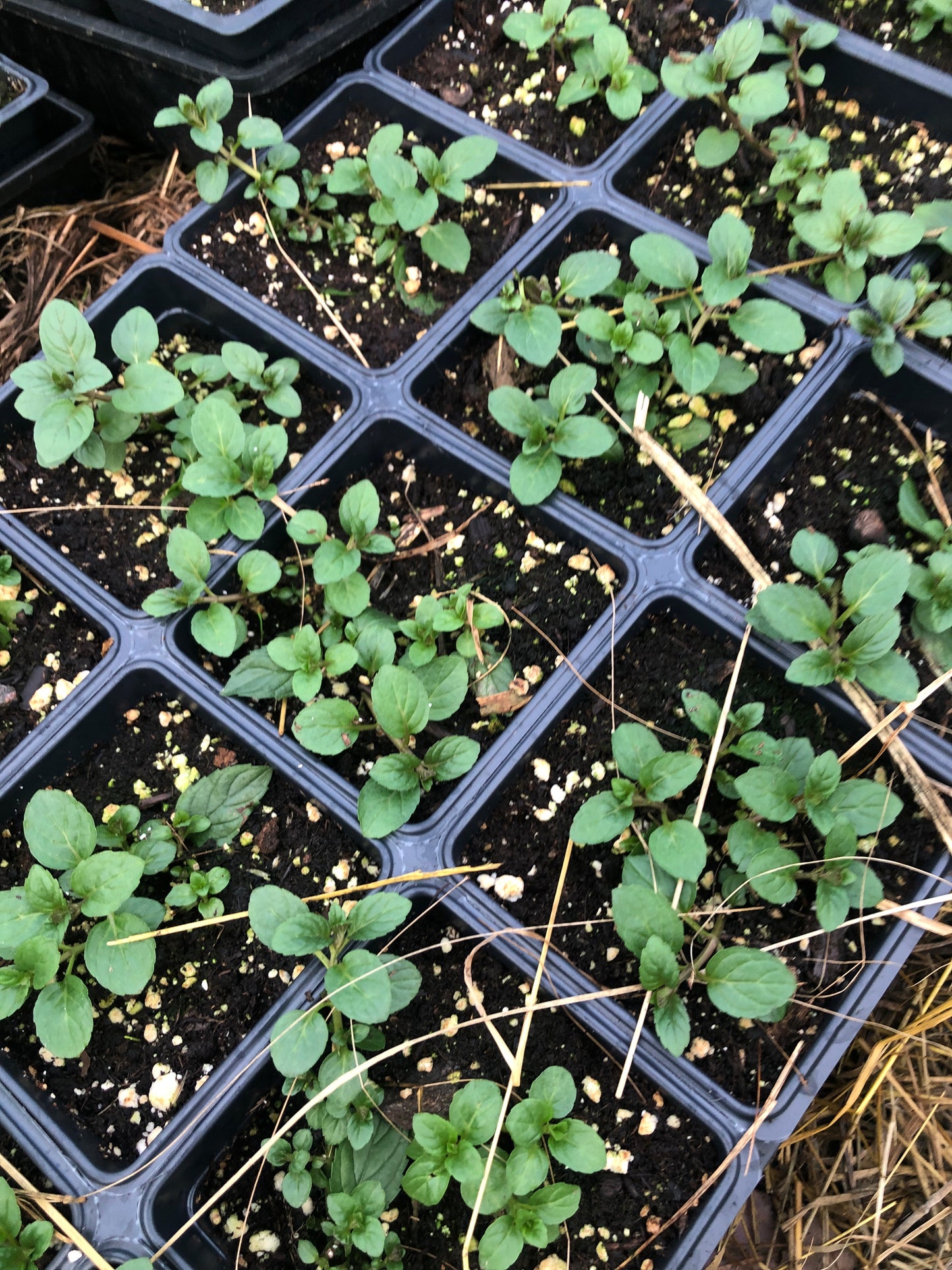 Organic Peppermint Plant (Mentha piperita) in 2.5-Inch Pot by Smoke Camp Crafts