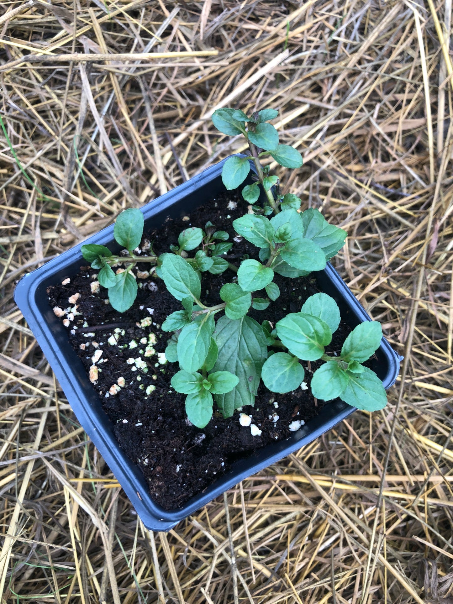 Organic Peppermint Plant (Mentha piperita) in 2.5-Inch Pot by Smoke Camp Crafts