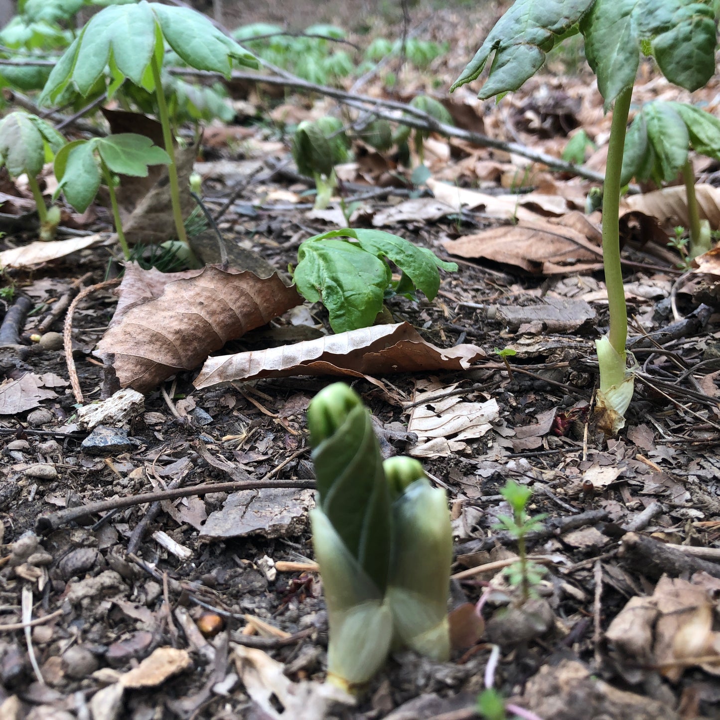 Mayapple (Podophyllum peltatum) Organic Plant in 2.5-inch Pot - American Mandrake, Duck's Foot, Hog Apple, May Apple, May-Apple, Umbrella Leaf by Smoke Camp Crafts