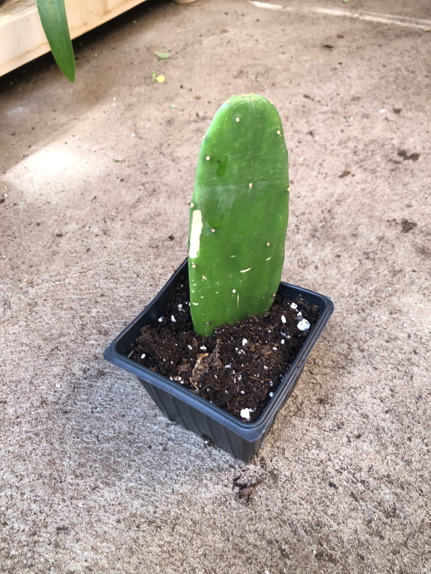 Prickly Pear (Opuntia cochenillifera) Organic Cactus Plant in 2.5-inch Pot by Smoke Camp Crafts - Scurgeons Needle, Nopal