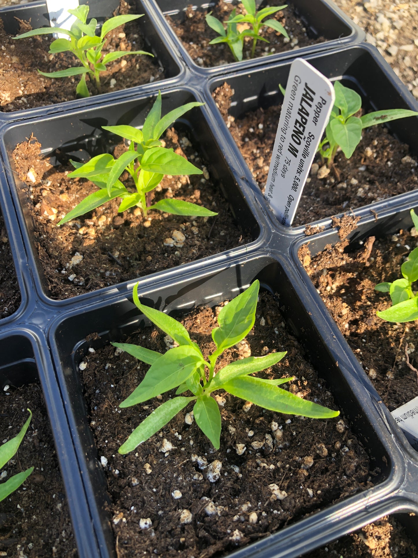 Jalapeno Pepper (Capsicum annuum) Organic Plant in a 2.5-inch Pot by Smoke Camp Crafts