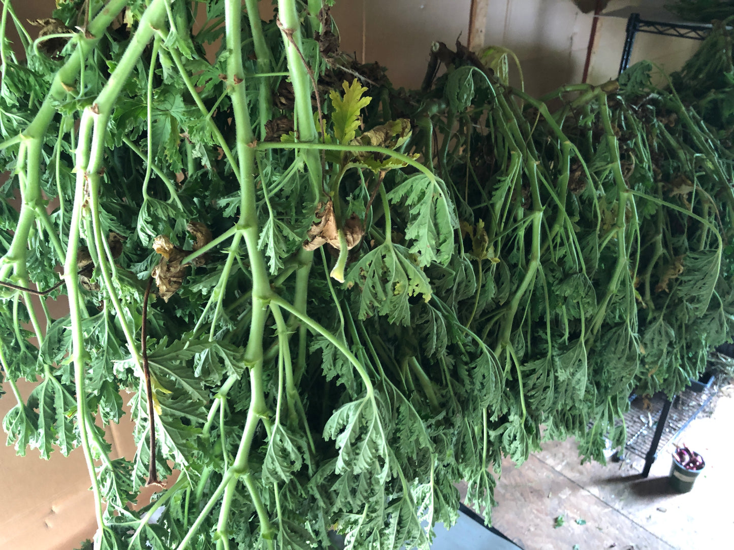 Rose Geranium Jelly 5 oz (142 g) - Citrussy and Sweet - Amazing with French Toast