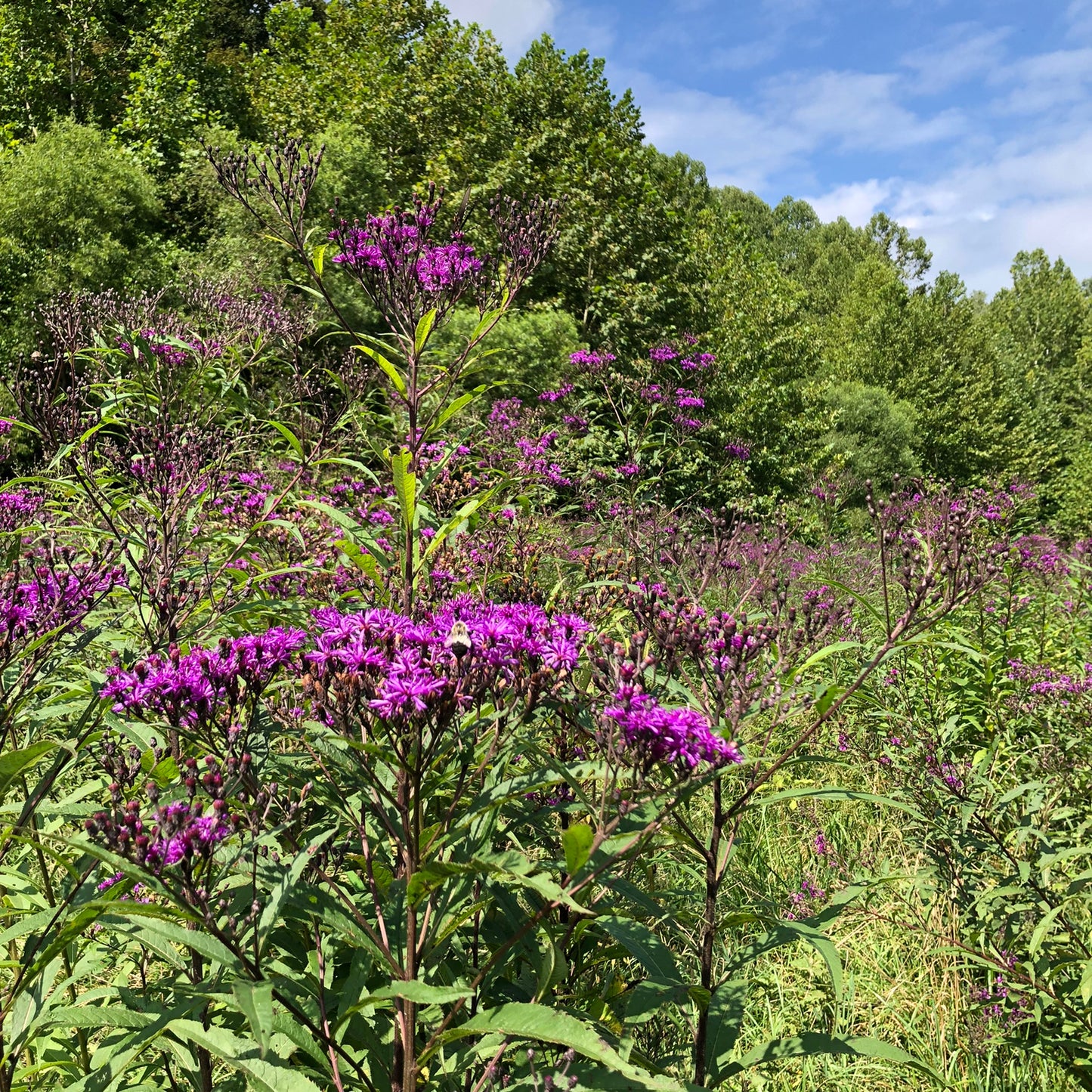 Iron Weed Seeds (Vernonia gigantea, Vernonia fasiculata) Organic Ironweed Seeds 100 Seeds (0.2 grams)