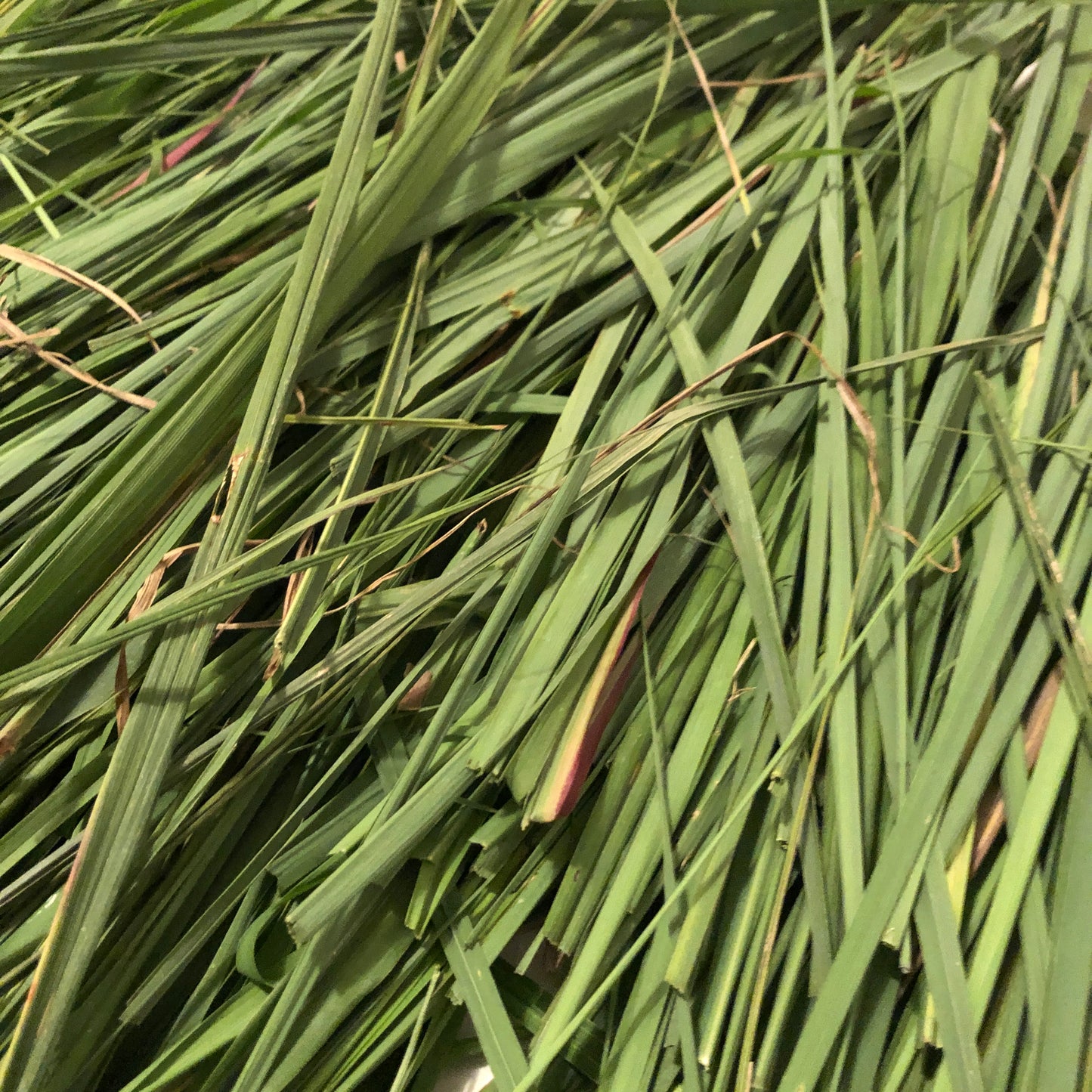 A close-up of Smoke Camp Crafts Lemongrass (Cymbopogon citratus), Dried Herb—long, thin green blades with some overlapping, a few showing brown or reddish edges. Available in 1 oz, 4 oz, or 16 oz sizes.