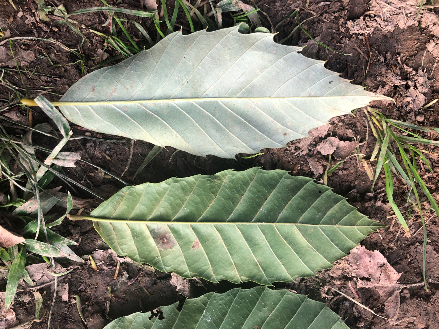 Chestnut (Castanea mollissima) Tree Seeds - 10 Seeds for Planting - Grow Your Own Chestnut Trees!