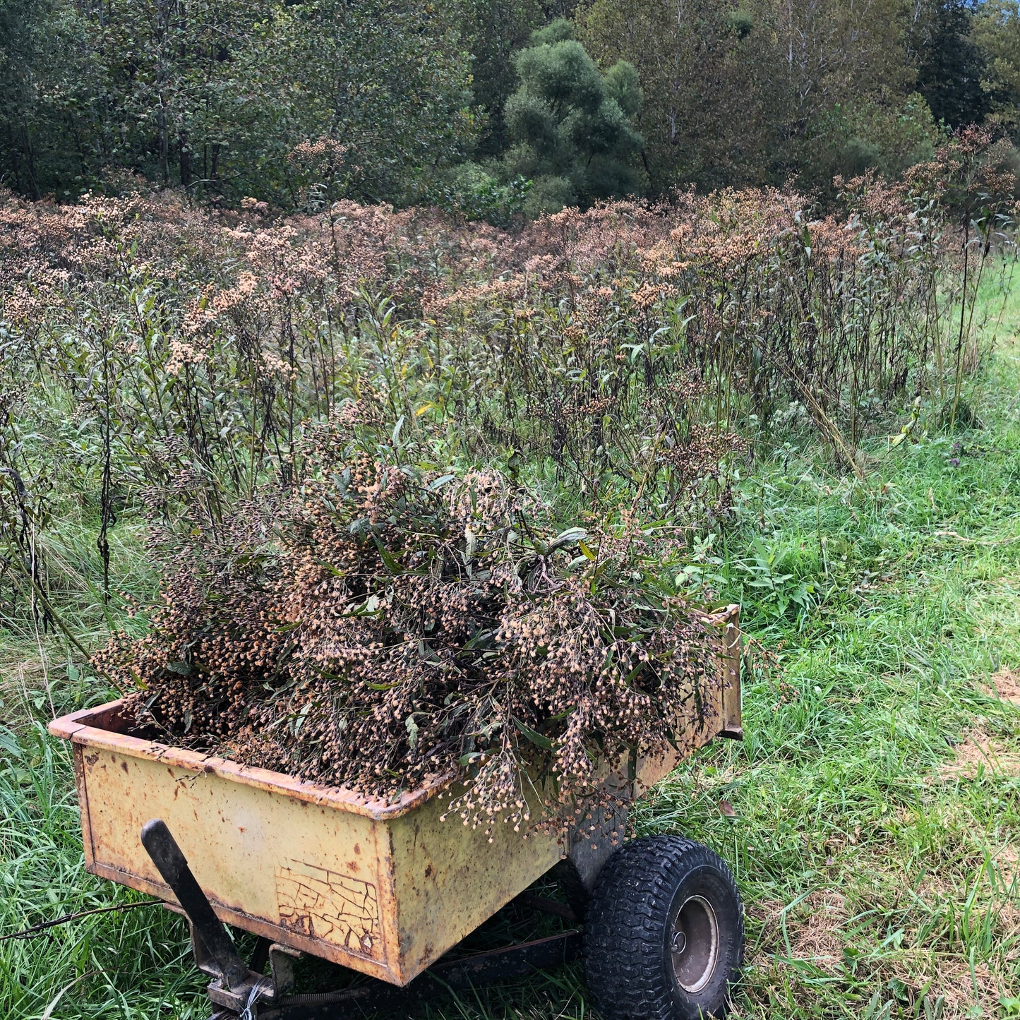 Iron Weed Seeds (Vernonia gigantea, Vernonia fasiculata) Organic Ironweed Seeds 100 Seeds (0.2 grams)