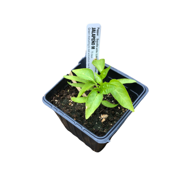 Jalapeno Pepper (Capsicum annuum) Organic Plant in a 2.5-inch Pot by Smoke Camp Crafts