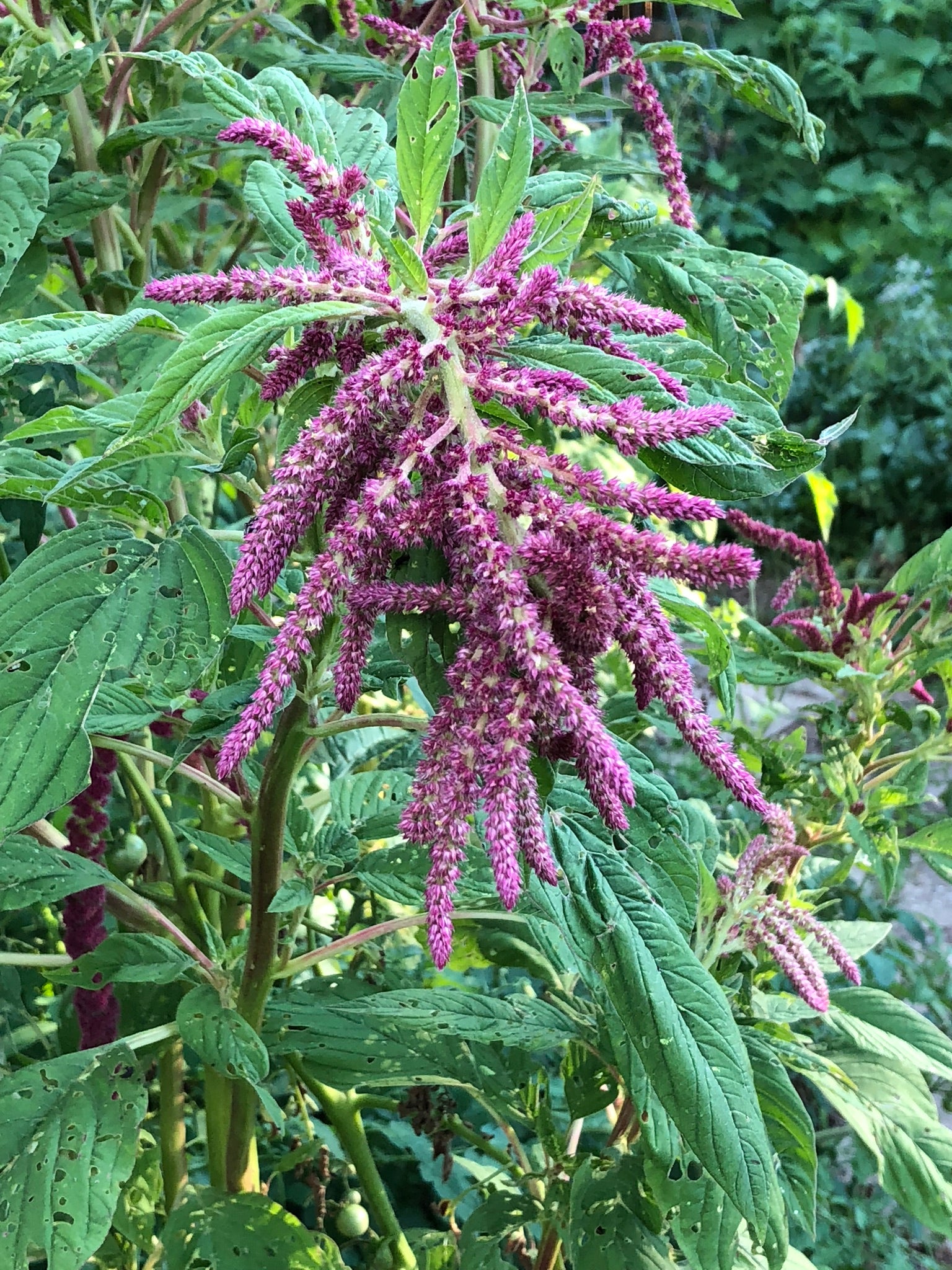 flowering plant in the amaranth family with edible seeds Organic Love Lies Bleeding (Amaranthus caudatus) Live Plant in 2.5 inch Pot - Callaloo, Laf Sag Live Plant